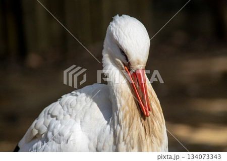 コウノトリ科の白い鳥 シュバコウ コウノトリ科の白い鳥 シュバコウ 134073343