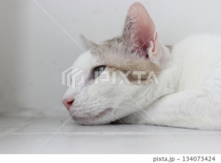 The cat lay on the floor in white living room 134073424
