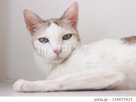 The cat lay on the floor in white living room The cat lay on the floor in white living room 134073425