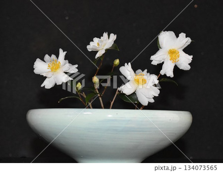 白い山茶花の生け花 134073565