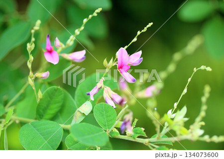 秋の七草 ハギの花 秋の七草 ハギの花 134073600