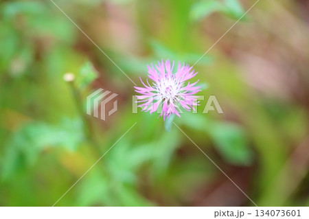 可愛い　ケンタウレアヤセアの花 134073601