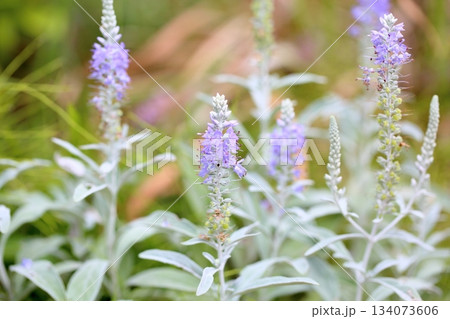 爽やか　トウテイランの花 134073606