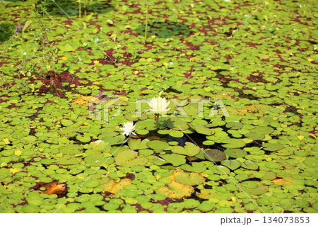 爽やか　スイレンの花 134073853