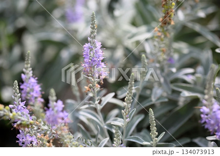 爽やか　トウテイランの花 134073913