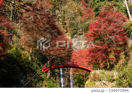 秋の紅葉に包まれた五宝の滝と赤い橋の絶景風景 134073994