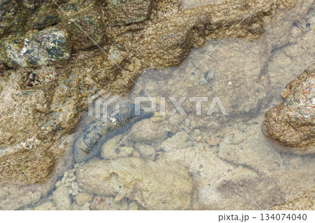 海の岩場に潜むヌメヌメしてそうなナマコの外見 134074040