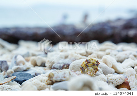 海の浜辺に転がっている大量の石ころと貝殻 134074041