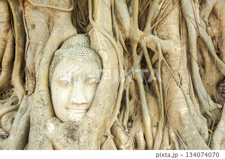 大きな木の根っこに絡まって存在する仏様の顔の石像 134074070