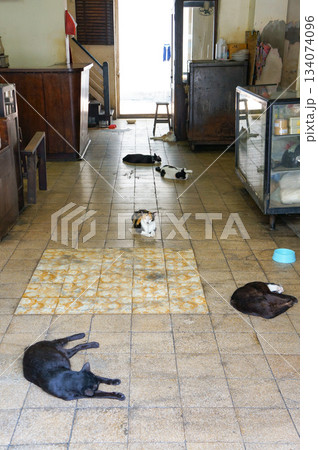 日々の暑さでやられて冷たい床で寝転んでいる複数の猫 134074096