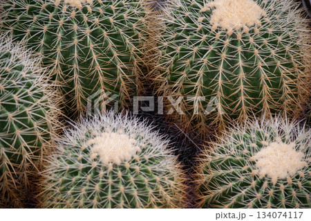 サボテン白棘金鯱の背景 サボテン白棘金鯱の背景 134074117