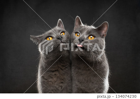 two gray british shorthair cats making funny face two gray british shorthair cats making funny face 134074230