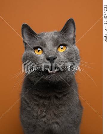 gray british shorthair cat on orange background 134074233