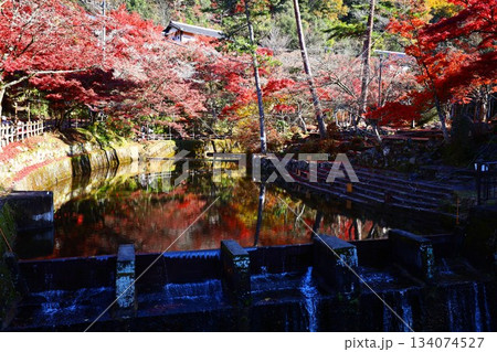 岩屋堂公園の鳥原川に映り込むもみじの紅葉の秋景色 134074527