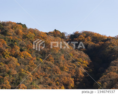 紅葉と枯木が入り交じる山の風景 紅葉と枯木が入り交じる山の風景 134074537
