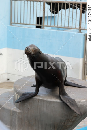 アシカ　南知多ビーチランド 134074545