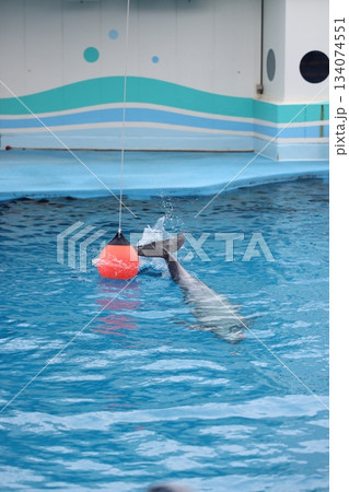 イルカ　南知多ビーチランド 134074551