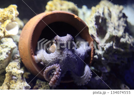 タコ　南知多ビーチランド 134074555