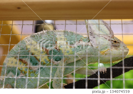 カメレオン　南知多ビーチランド 134074559