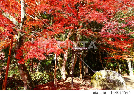 岩屋堂公園のモミジの紅葉の秋景色 岩屋堂公園のモミジの紅葉の秋景色 134074564