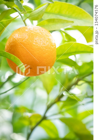 木に実ったポンカン　縦構図 134074576