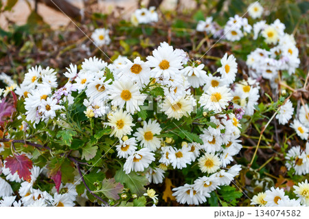 コウギク　Kougiku（Chrysanthemum） 134074582