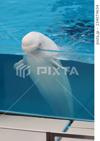 八景島シーパラダイス 八景島シーパラダイス 134074634