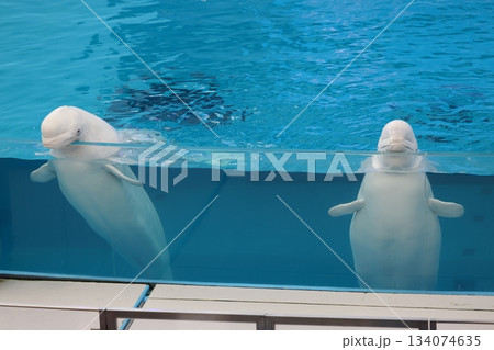 八景島シーパラダイス 134074635