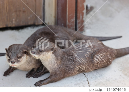 八景島シーパラダイス 八景島シーパラダイス 134074646