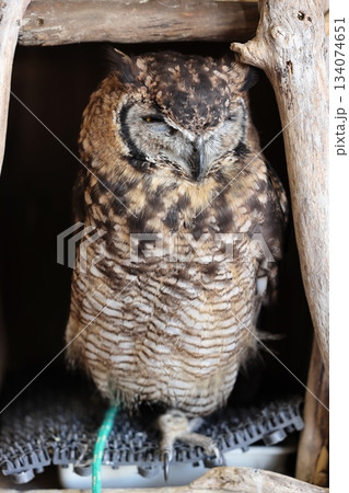 八景島シーパラダイス 八景島シーパラダイス 134074651