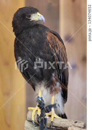 八景島シーパラダイス 134074652