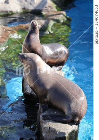 八景島シーパラダイス 134074653