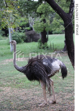 のんほいパーク　ナイトサファリ 134074758