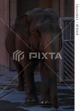 のんほいパーク　ナイトサファリ 134074761