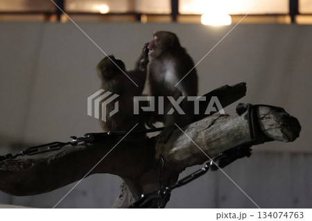 のんほいパーク　ナイトサファリ 134074763