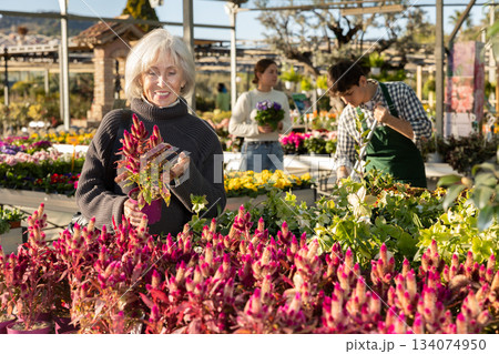 Mature woman chooses celosia mix in the store Mature woman chooses celosia mix in the store 134074950
