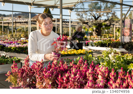Woman chooses celosia mix 134074956