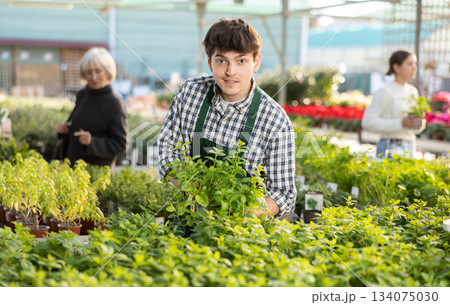 Guy employee of garden center is busy working with plants, potted Spearmint Guy employee of garden center is busy working with plants, potted Spearmint 134075030