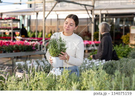 Woman choosing a pot with a lavender bush Woman choosing a pot with a lavender bush 134075159