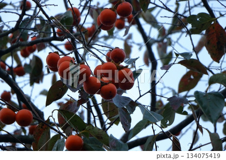 葉が落ちた枝に残る秋の名残 葉が落ちた枝に残る秋の名残 134075419