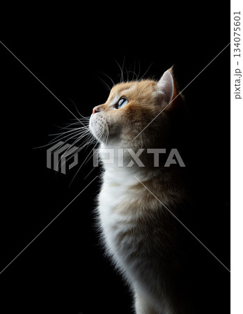 british shorthair cat side profile portrait british shorthair cat side profile portrait 134075601