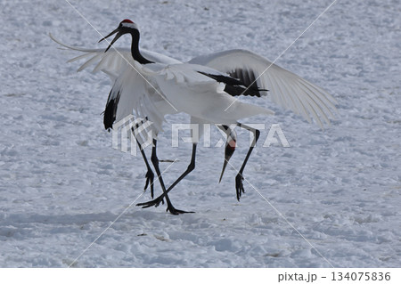 丹頂鶴・鶴の舞 丹頂鶴・鶴の舞 134075836