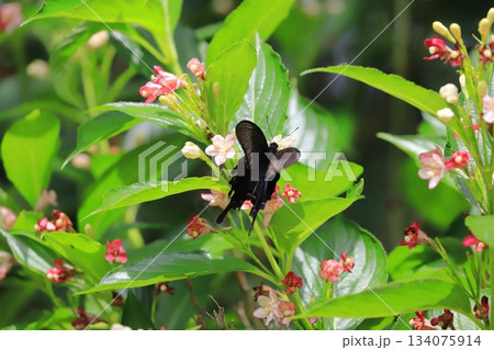 箱根空木（ハコネウツギ）の蜜を吸うカラスアゲハ 134075914