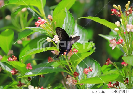 箱根空木(ハコネウツギ)の蜜を吸うカラスアゲハ 箱根空木(ハコネウツギ)の蜜を吸うカラスアゲハ 134075915