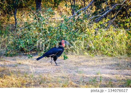 Ground Hornbill 134076027