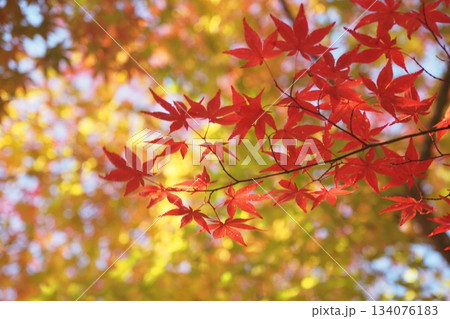 高野山の紅葉 134076183