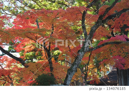 高野山の紅葉 134076185