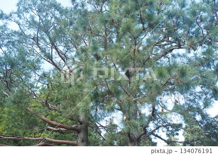 三鈷の松 三鈷の松 134076191