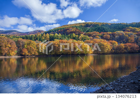 紅葉の蔵王鴫の谷地沼 134076213