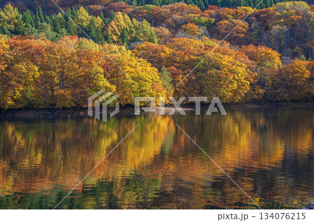 紅葉の蔵王鴫の谷地沼 134076215
